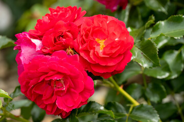 close-up of a beautiful blooming red garden roses, Rosa rubiginosa