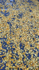 yellow leaves in the street ground floor