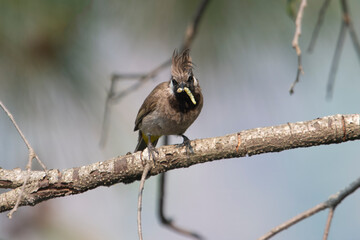 Himalayan bulbul or white-cheeked bulbul with catch in Binsar, Uttarakhand,India