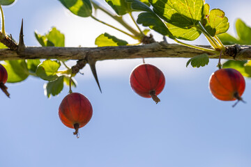 unripe gooseberries in the garden in summer