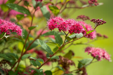 close-up of flowering Spiraea Plumtastic flowers and berries