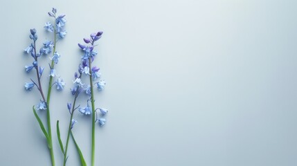 Obraz premium Tranquil Bluebells of Gratitude - Delicate Flowers on White Background Representing Humility and Appreciation