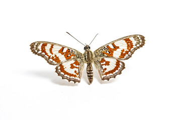 Naklejka premium Beautiful Butterfly with Orange and White Patterns