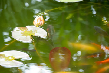 close-up of goldfish swimming amongst lily pads