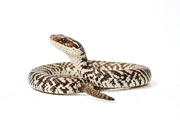 Fototapeta premium Close-up of a Snake with a Striking Pattern