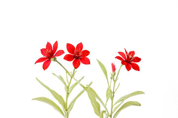 Obraz premium Red Flowers with Green Leaves on White Background