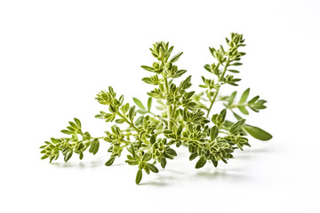 Obraz premium Fresh Thyme Sprig Isolated on White Background