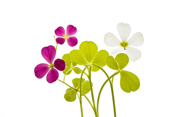 Pink and White Flowers with Green Leaves