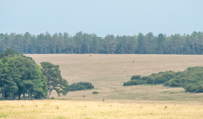 Fototapeta premium a pair of British army Gazelle helicopters in low level flight. Wilts UK
