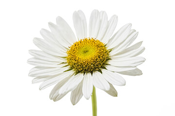 Fototapeta premium Close-up of a white daisy flower with yellow center