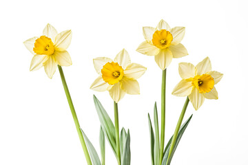 Obraz premium Close Up of Yellow and White Daffodils
