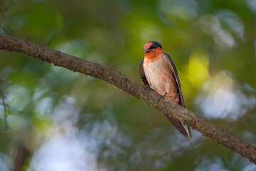 Pacific swallow
