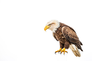 Obraz premium Bald Eagle Perched on a White Surface
