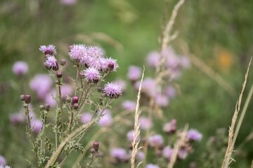 close-up of beautiful pink flower heads of wild Creeping Thistle (Cirsium arvense), Wilts UK