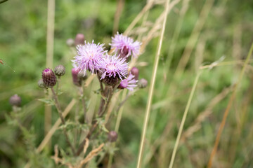 close-up of beautiful pink flower heads of wild Creeping Thistle (Cirsium arvense), Wilts UK