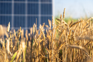 Solar panel on a wheat field. Sustainable energy