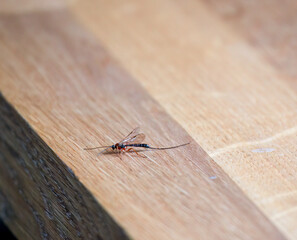 close-up of a parasitic wasp,  pimplinae, Ichneumonidae