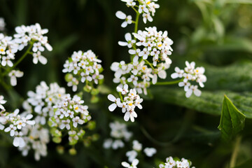 white flowers in a field
