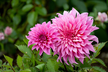 Obraz premium beautiful pink purple garden dahlia pinnata in full summer bloom 