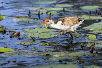 A Comb-Crested Jacana walking along lily pads