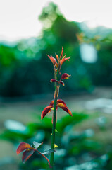 beautiful young leaf shoots and blurred background