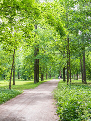 Fototapeta premium A path in a park with trees and a few people walking on it