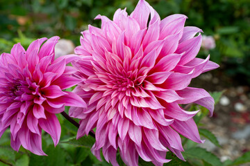 beautiful pink purple garden dahlia pinnata in full summer bloom  © Martin