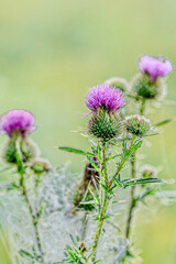 Thistle with cobwebs and morning dew