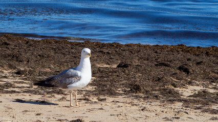 A seagull is calmly strolling along the seashore.