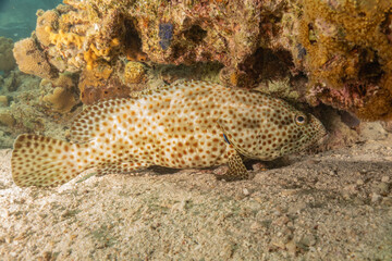 Fish swimming in the Red Sea, colorful fish, Eilat Israel

