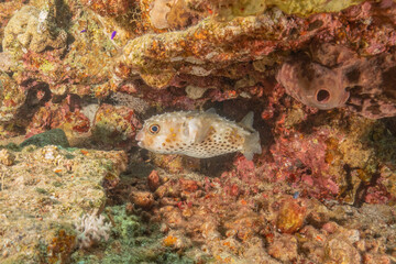 Fish swimming in the Red Sea, colorful fish, Eilat Israel
