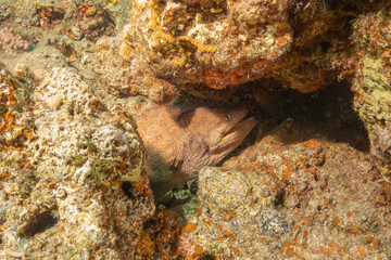 Moray eel Mooray lycodontis undulatus in the Red Sea, Eilat Israel
