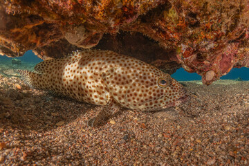 Fish swimming in the Red Sea, colorful fish, Eilat Israel
