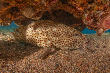 Fish swimming in the Red Sea, colorful fish, Eilat Israel
