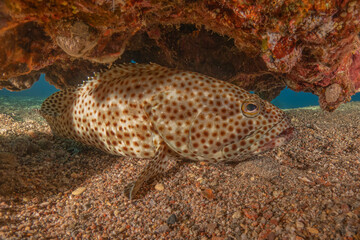Fish swimming in the Red Sea, colorful fish, Eilat Israel
