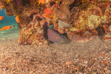 Fish swimming in the Red Sea, colorful fish, Eilat Israel
