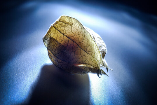 Concept photo of a physialis