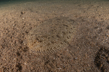 Fish swimming in the Red Sea, colorful fish, Eilat Israel
