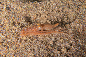 Octopus king of camouflage in the Red Sea, Eilat Israel 
