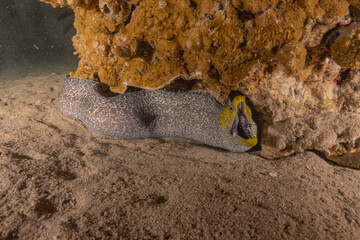 Moray eel Mooray lycodontis undulatus in the Red Sea, Eilat Israel
