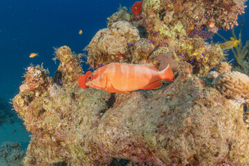 Fish swimming in the Red Sea, colorful fish, Eilat Israel
