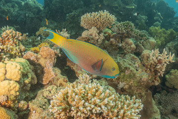 Fish swimming in the Red Sea, colorful fish, Eilat Israel
