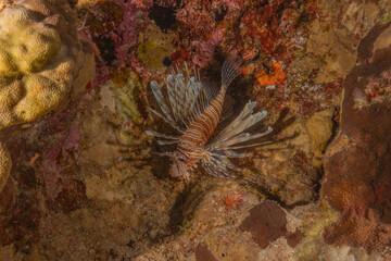 Lionfish in the Red Sea colorful fish, Eilat Israel
