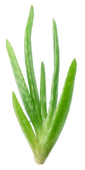 Aloe vera, stalk of aloe plant isolated on white background. File contains clipping path.