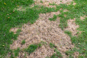 Lawn with Dry and Green Patches