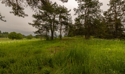 A field of grass with trees in the background