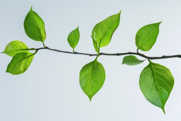 Naklejka premium A close-up shot of a tree branch with lush green leaves