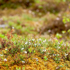 Flowers, nature and plants on moss closeup in woods, environment and outdoor garden. Floral, countryside and green leaves on field for natural growth, biodiversity or sustainability of land in Norway