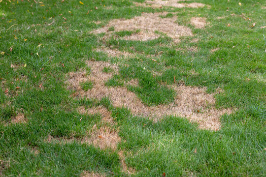 Dry and damaged grass needs lawn care