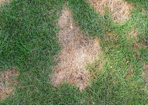 Green lawn with dry spots. Lawns in bad condition. Patchy grass lawn concept.